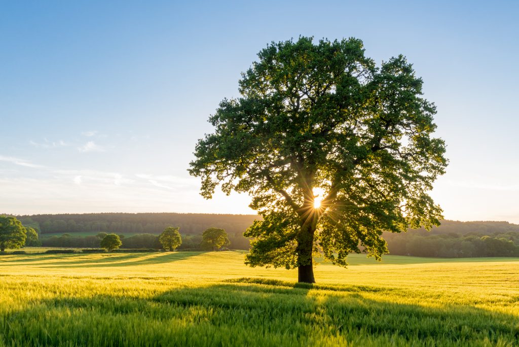 sycamore tree 1024x684