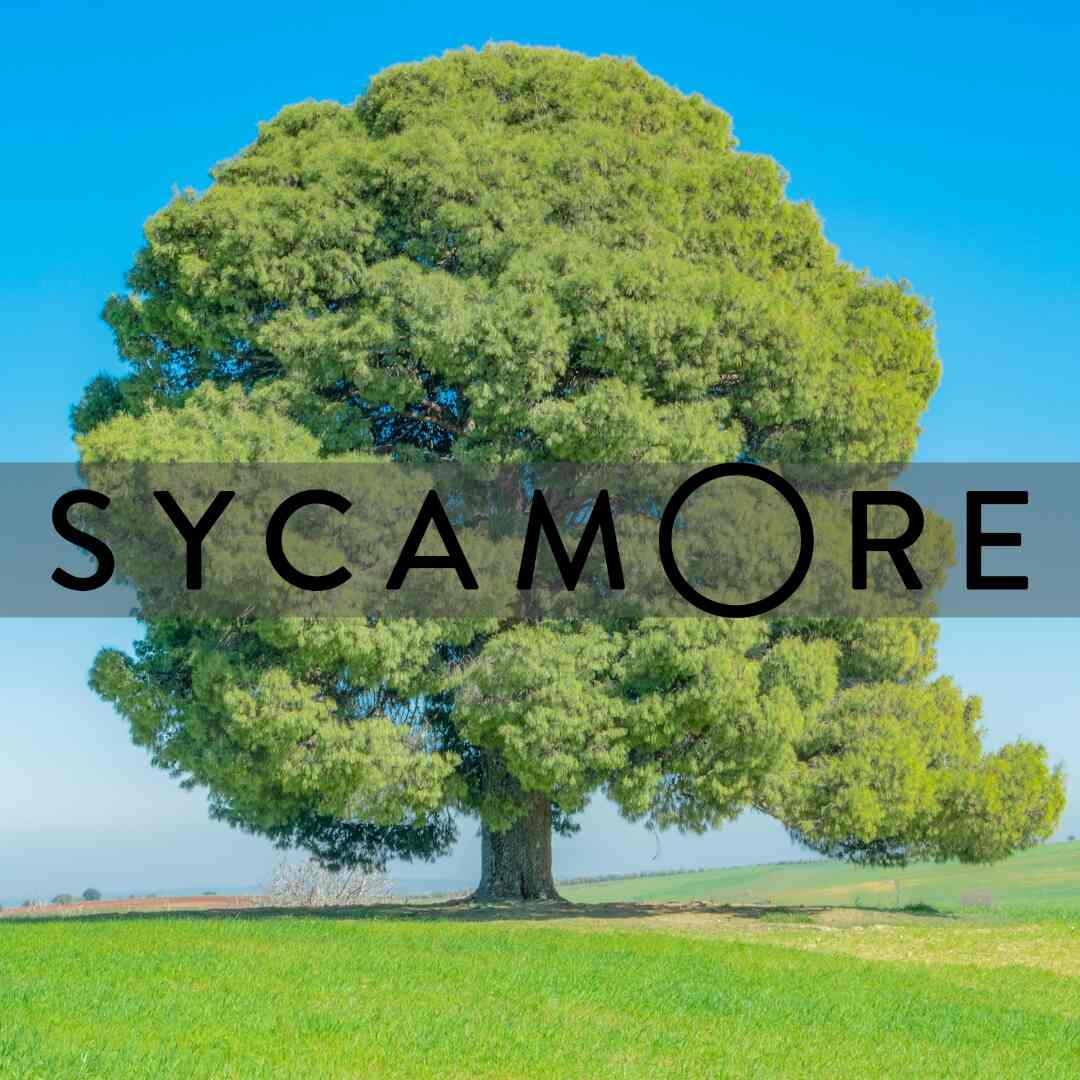 sycamore tree
